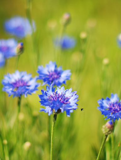 Blue Diadem, Kornblume